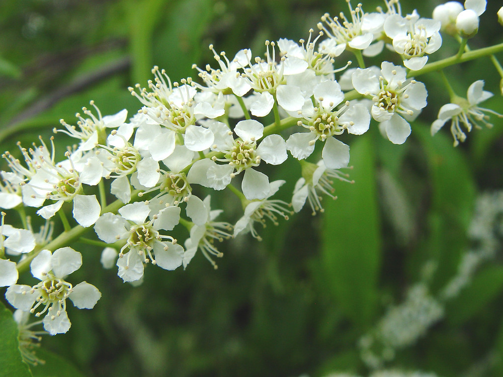 prunus serotina,wild black cherry,mountain black cherry 